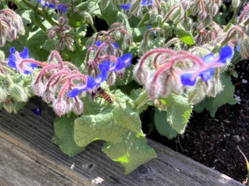 Borage plant in bloom, San Leandro, Calif.
