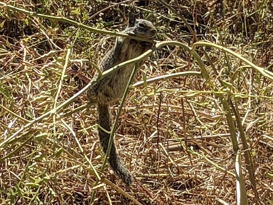 A squirrel at Quarry Lakes Regional Recreation Area in Fremont, Calif.