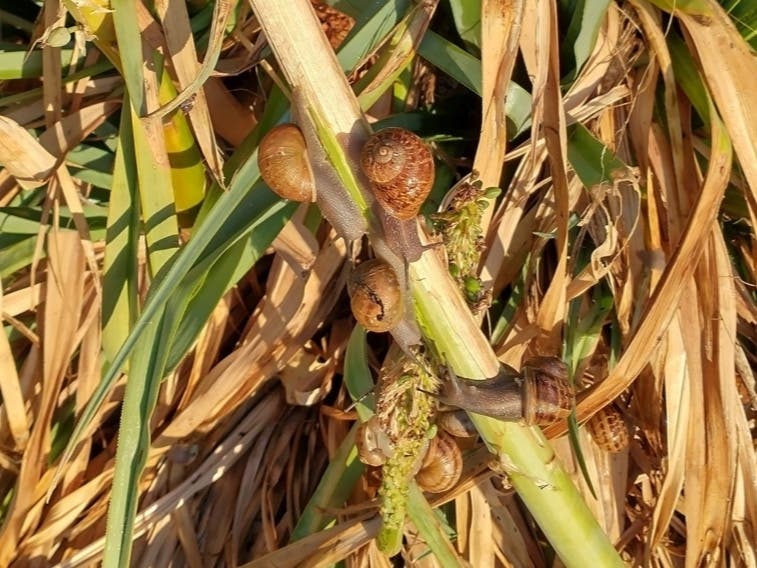 Snails on the vegetation around Lake Elizabeth in Central Park, Fremont, Calif.