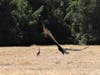 Birds near Briones Regional Park, Martinez, Calif.