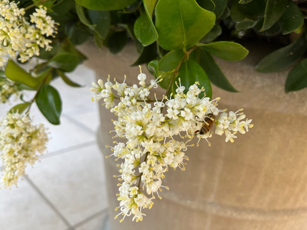 Bee pollinating flower on a potted plant.