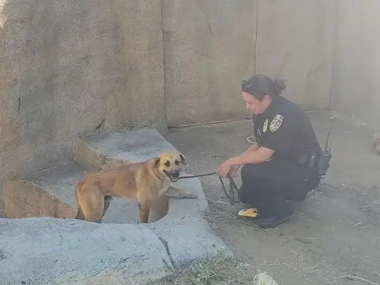 This dog was rescued from the gorilla enclosure at the San Diego Zoo Safari Park.