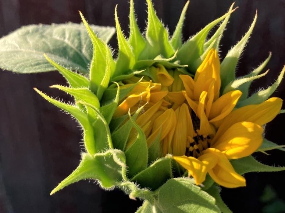 Sunflower bud in San Leandro, Calif.