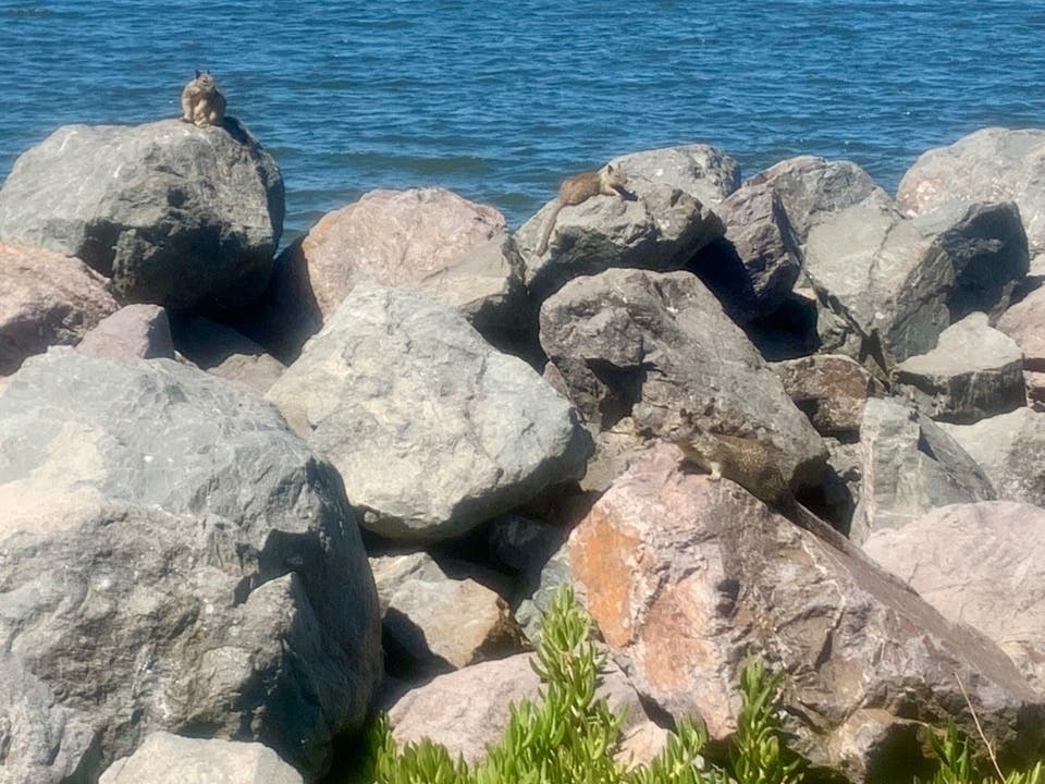 Squirrels scamper over rocks near the Encinal boat ramp in Alameda, Calif.