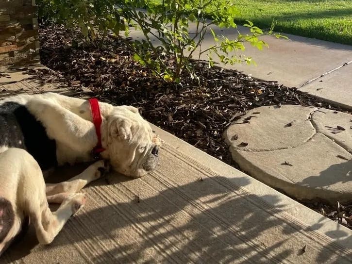 Charlie resting in front of his new home. 