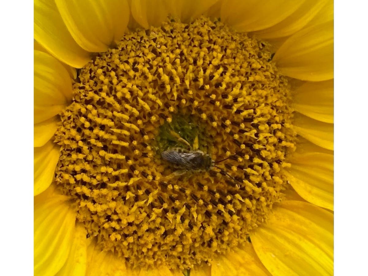 A honey bee collecting pollen from a flower in Castro Valley, Calif.