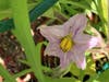 Eggplant blossom.