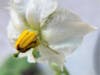 Potato blossom.