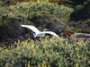 Egret in flight at Bodega Bay, Calif.