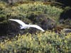Egret in flight at Bodega Bay, Calif.