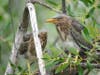 Green Heron fledglings at Quarry Lakes Regional Recreation Area in Fremont, California. Photo taken June 3, 2022.