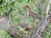 Green Heron fledglings at Quarry Lakes Regional Recreation Area in Fremont, California. Photo taken June 3, 2022.