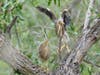 Green Heron fledglings at Quarry Lakes Regional Recreation Area in Fremont, California. Photo taken June 3, 2022.