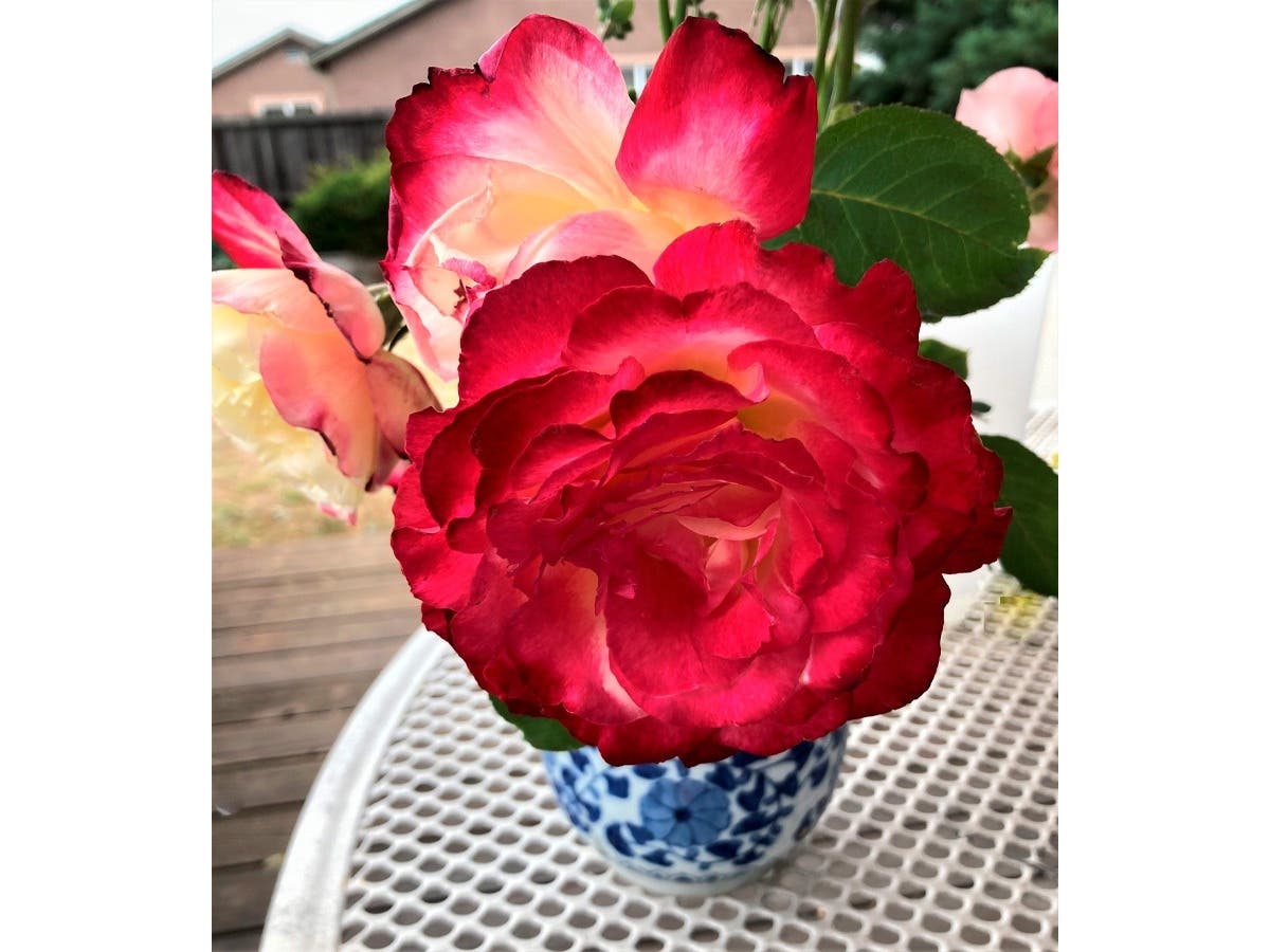 Roses grown by Miyo Burnett in San Leandro, Calif.