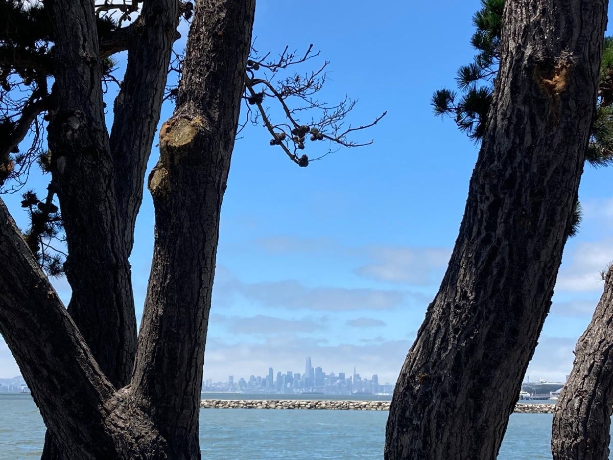 San Francisco skyline from Ballena Island, Alameda, Calif. Did you look between the two trees on the right?