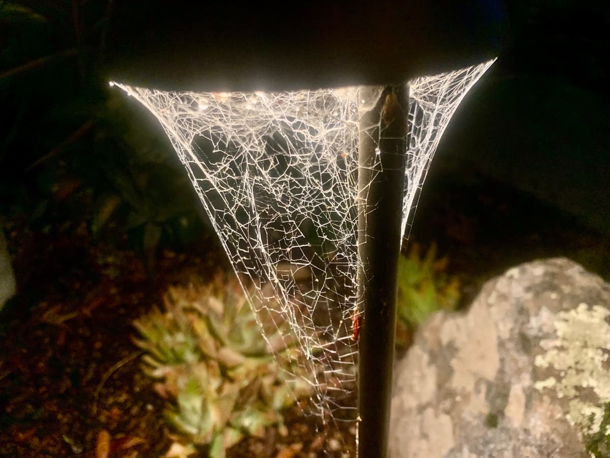 Spider web in Alameda, Calif.
