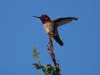 Anna's Hummingbird in Fremont, Calif.