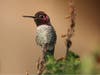 Anna's Hummingbird in Fremont, Calif.