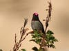 Anna's Hummingbird in Fremont, Calif.