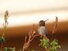 Anna's Hummingbird in Fremont, Calif.