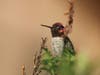 Anna's Hummingbird in Fremont, Calif.