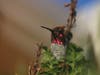 Anna's Hummingbird in Fremont, Calif.