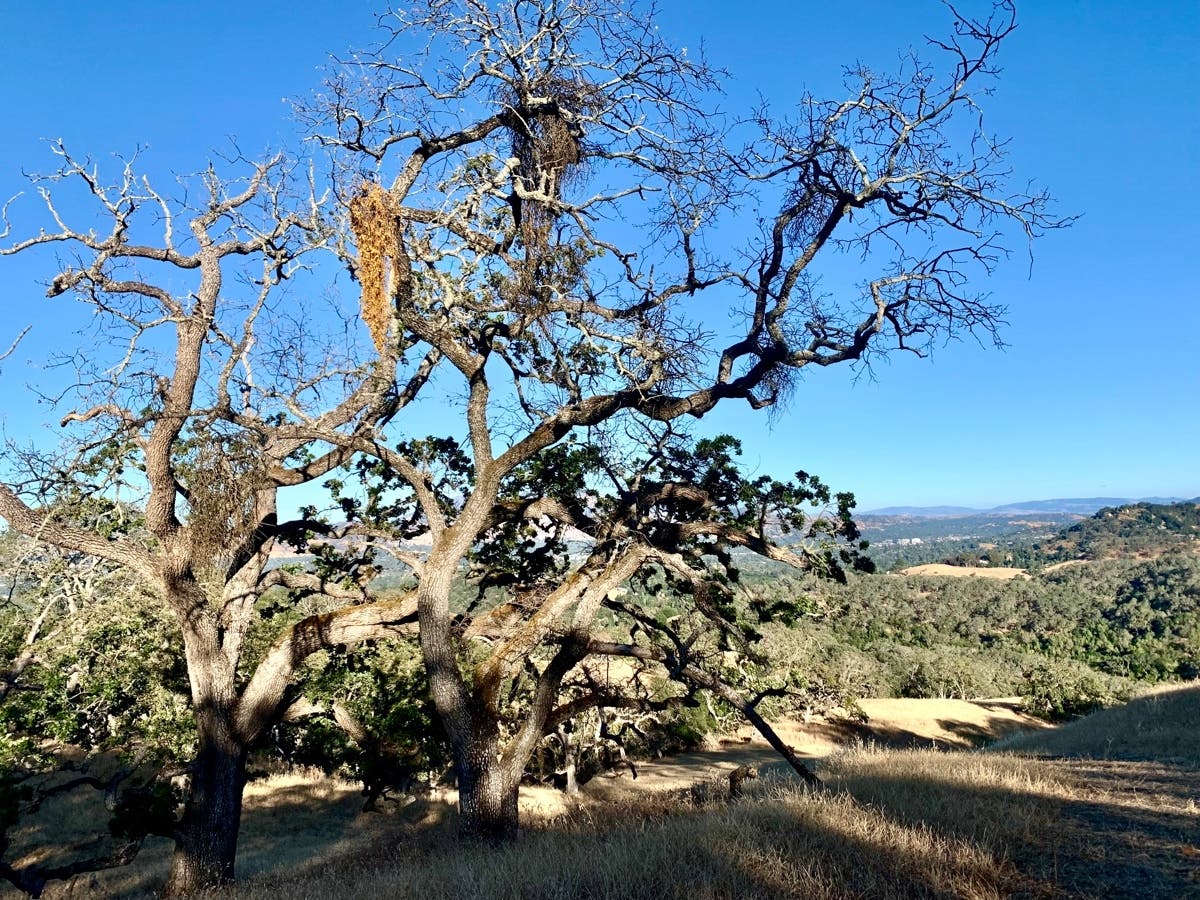 Tree and landscape at Briones Regional Park in Martinez, Calif.