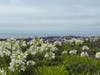 A field of wild agepanthus​, or Lily of the Nile, in Montara, Calif.
