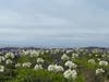 A field of wild agepanthus​, or Lily of the Nile, in Montara, Calif.