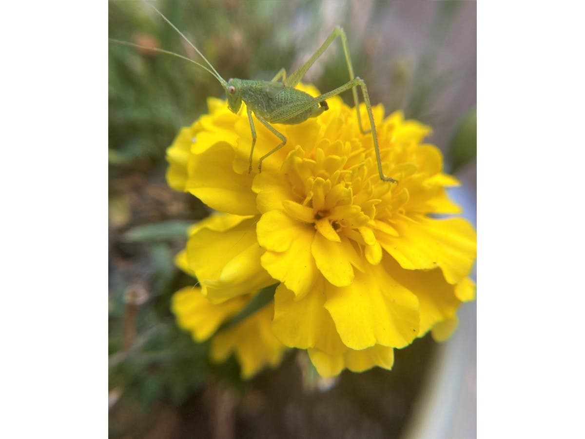 An insect on a miniature marigold in a San Leandro, Calif. flower garden.