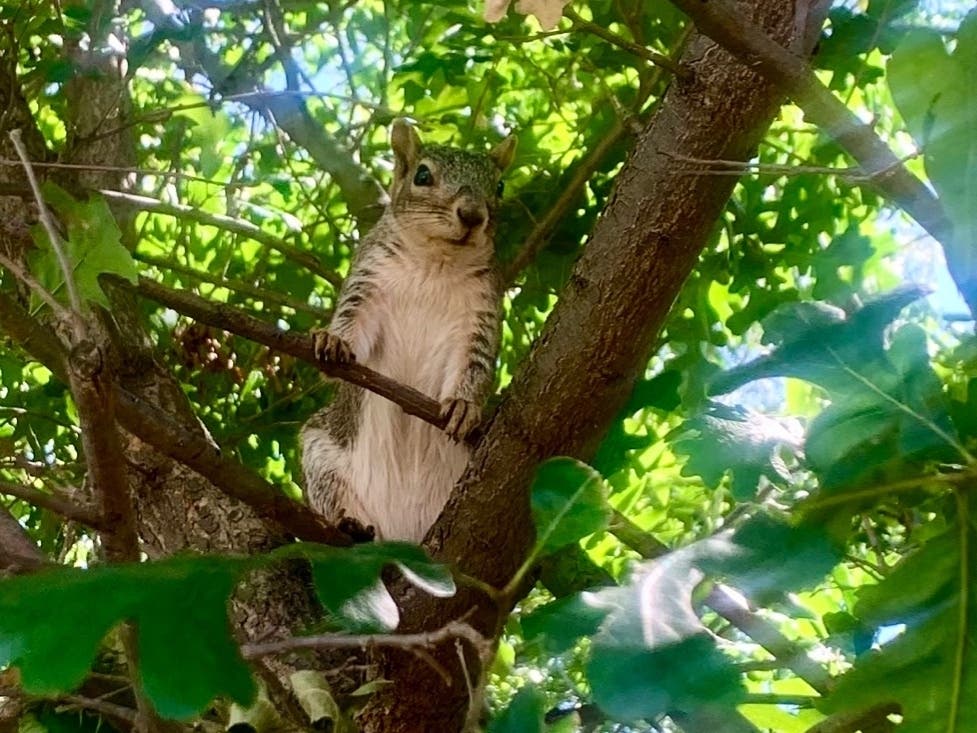 A squirrel glares at the photographer after being disturbed.