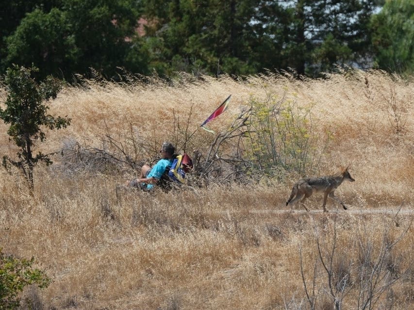Recumbent cyclist and coyote at Quarry Lakes Regional Recreation Area in Fremont, Calif.