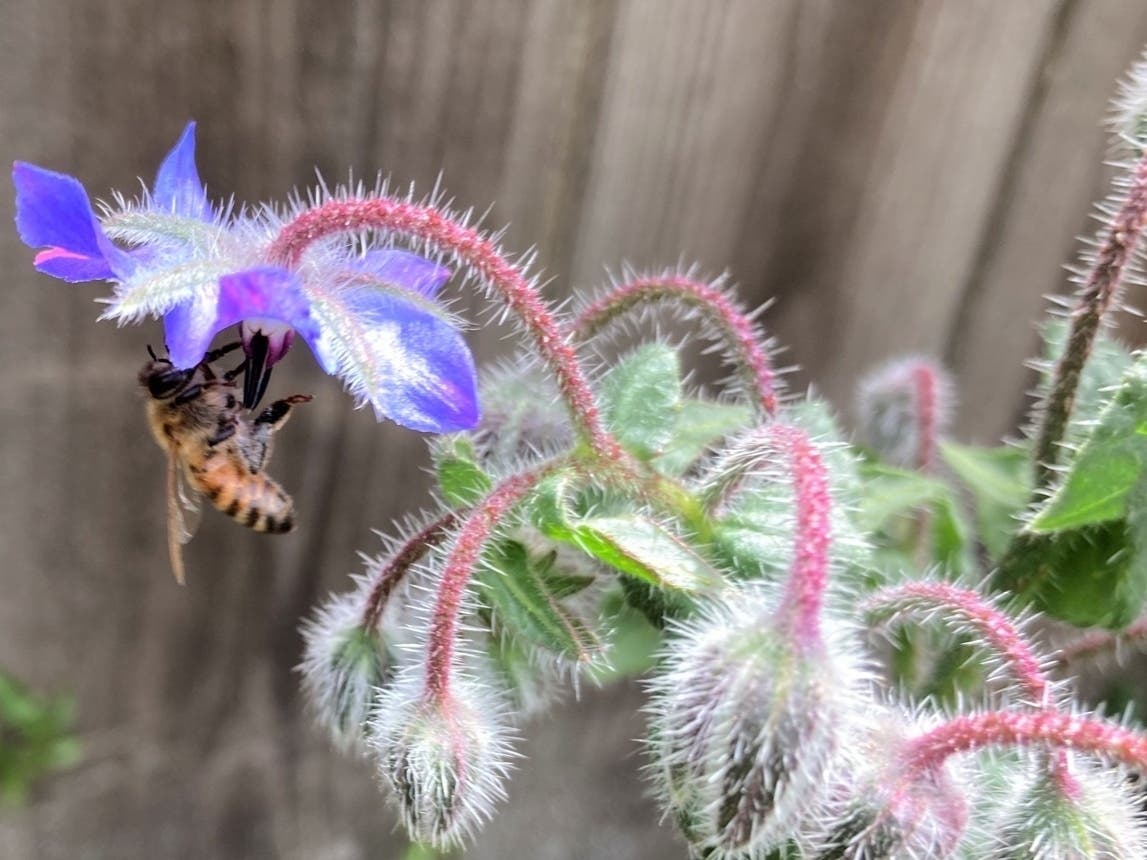 A honeybee gathers pollen from borage in a garden in San Leandro, Calif.