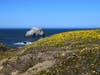 Yellow wildfires bloom along Kortum Trail in Sonoma Beach State Park.
