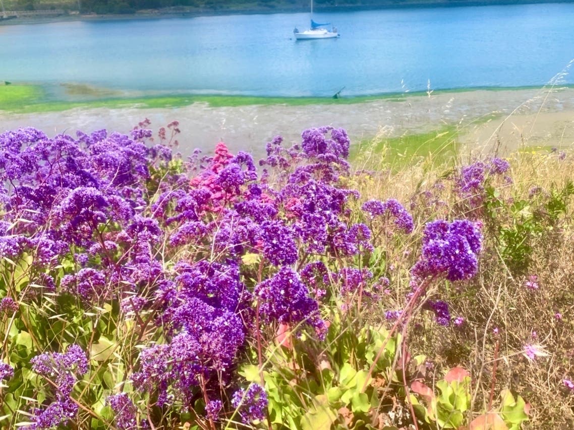 Wild purple statice bloom at Oyster Point in South San Francisco.