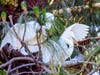 Nest building is serious work for this pair of Great Egrets on Bay Farm Island, Alameda, Calif.