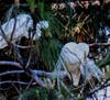 Nest building is serious work for this pair of Great Egrets on Bay Farm Island, Alameda, Calif.
