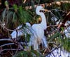 Nest building is serious work for this pair of Great Egrets on Bay Farm Island, Alameda, Calif.