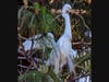 Nest building is serious work for this pair of Great Egrets on Bay Farm Island, Alameda, Calif.