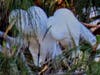 Nest building is serious work for this pair of Great Egrets on Bay Farm Island, Alameda, Calif.