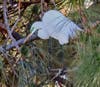 Nest building is serious work for this pair of Great Egrets on Bay Farm Island, Alameda, Calif.