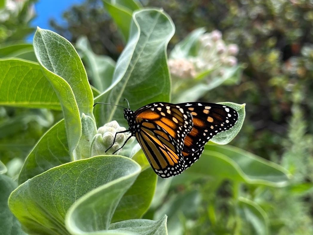 A monarch butterfly in San Leandro, Calif.