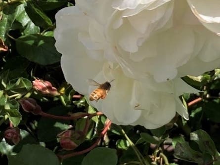 Flowers, fruits, berries, vegetables and more are more plentiful when bees are nearby to pollinate.