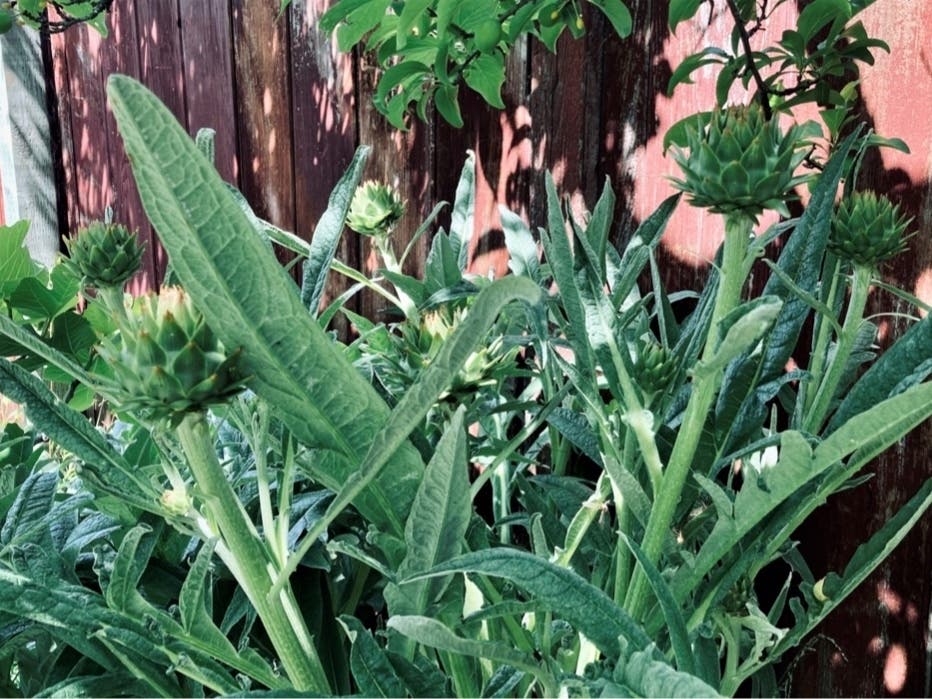 Artichokes grown in a backyard in San Leandro, Calif.