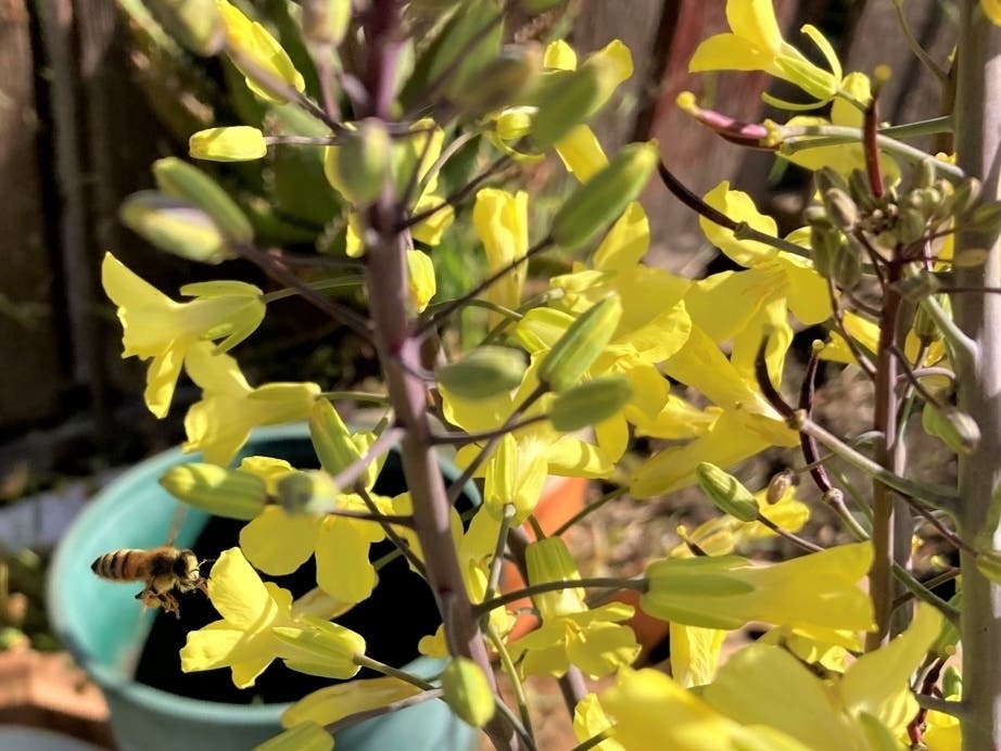 Kallette plant in bloom in San Leandro, Calif.