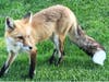 The lush grass at Los Lagos golf course makes the fox visible.