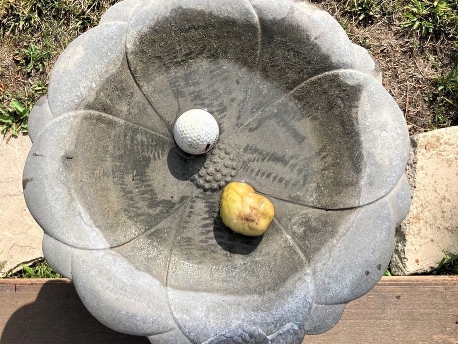 Items left in a San Leandro bird bath.