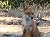 This healthy fox is ready for a handout.