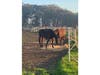 Horses eating hay, Half Moon Bay, Calif.