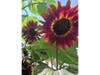 Sunflower in an Alameda yard.